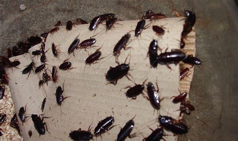 scary insects|7 Scary Insects That Will Give You Nightmares .